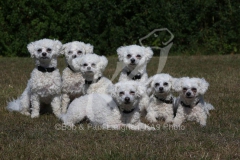 Bichon Frise