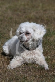 Bichon Frise