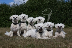 Bichon Frise