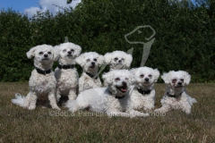 Bichon Frise