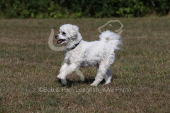 Bichon Frise