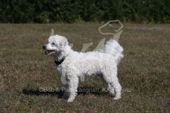 Bichon Frise