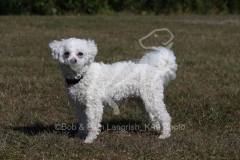 Bichon Frise