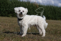 Bichon Frise