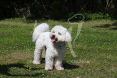 Bichon Frise