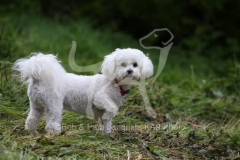 Bichon Frise