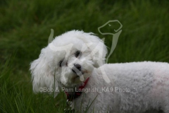 Bichon Frise