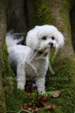 Bichon Frise