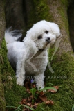 Bichon Frise