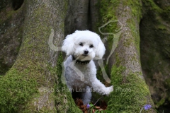 Bichon Frise