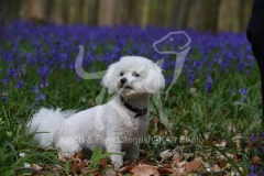 Bichon Frise