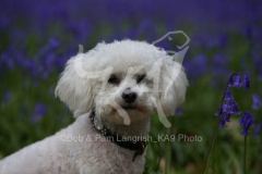 Bichon Frise