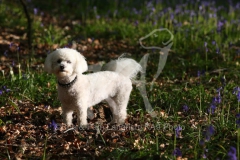 Bichon Frise