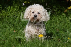 Bichon Frise