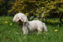 Bichon Frise