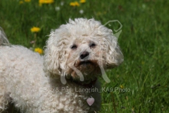 Bichon Frise