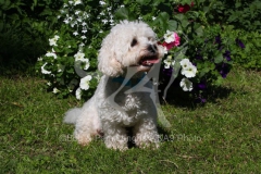 Bichon Frise