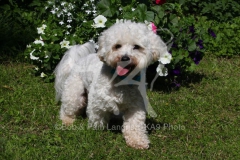 Bichon Frise