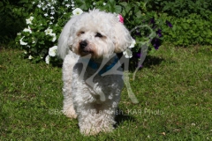 Bichon Frise