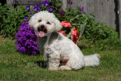 Bichon Frise