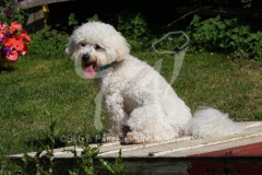 Bichon Frise