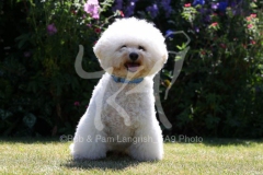 Bichon Frise