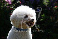 Bichon Frise