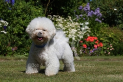 Bichon Frise