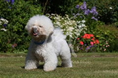 Bichon Frise