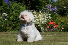 Bichon Frise