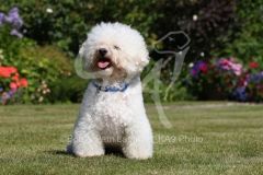 Bichon Frise