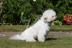 Bichon Frise