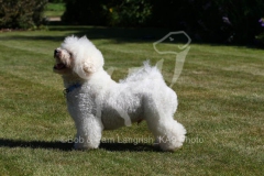 Bichon Frise