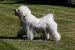 Bichon Frise