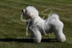 Bichon Frise