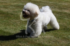 Bichon Frise