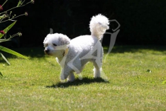 Bichon Frise