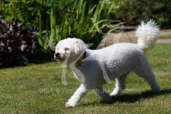 Bichon Frise