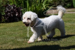 Bichon Frise