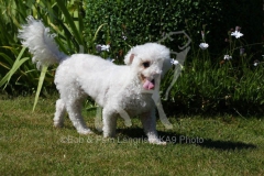 Bichon Frise