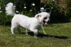 Bichon Frise