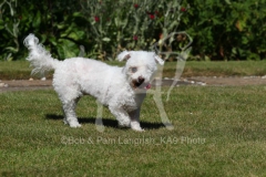 Bichon Frise