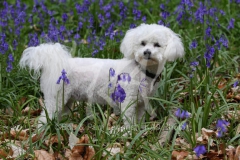 Bichon Frise