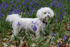 Bichon Frise