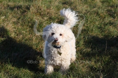 Bichon Frise