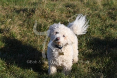 Bichon Frise