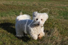 Bichon Frise