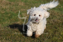 Bichon Frise