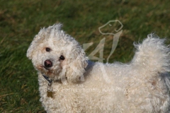 Bichon Frise