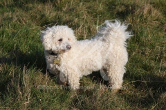 Bichon Frise